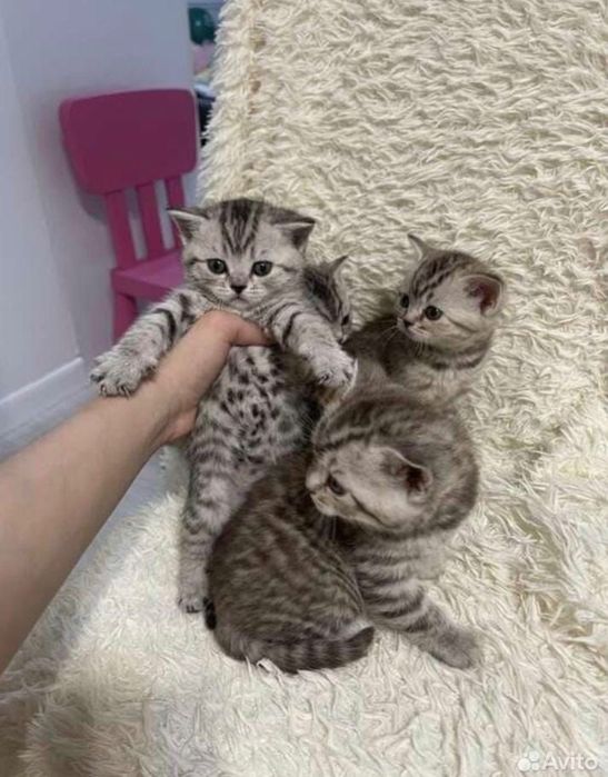 Шотландские чудо-котята!