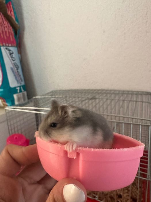 Хамстери джуджета СПЕШНО!