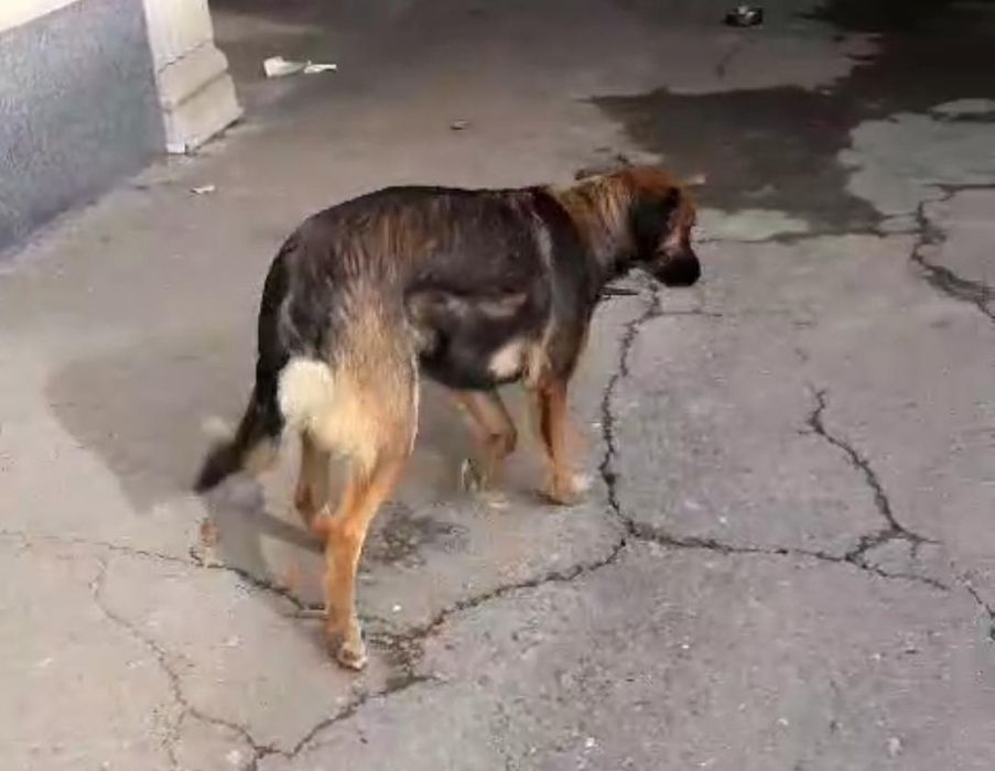 Отдам в хорошие руки! Собачку девочка Динга.