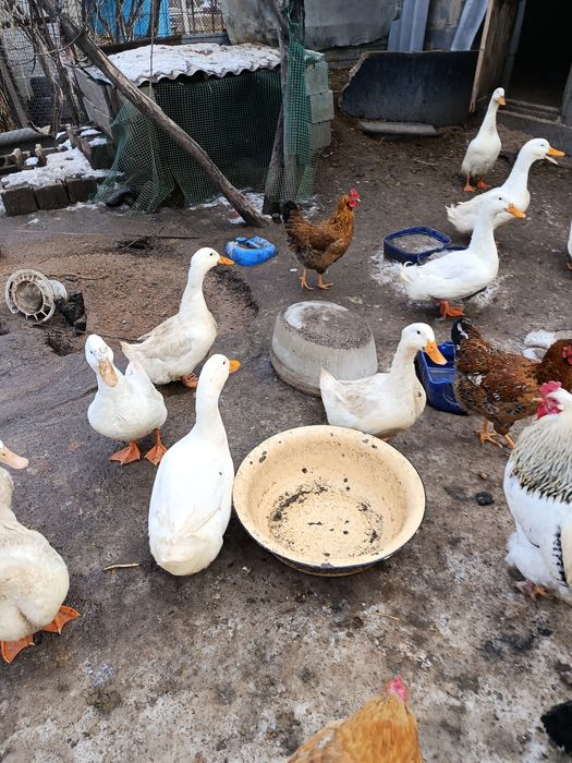 Продажа Пекин селезней