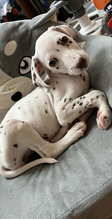 Щенки далматинца чистокровные