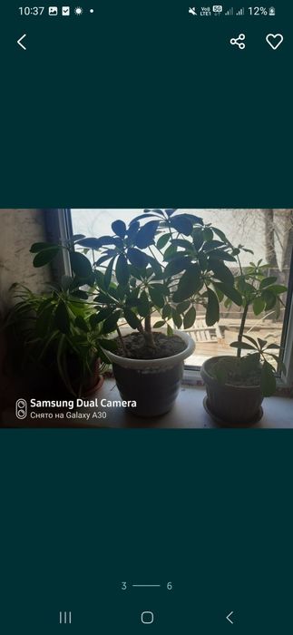 Комнатные цветы                 .