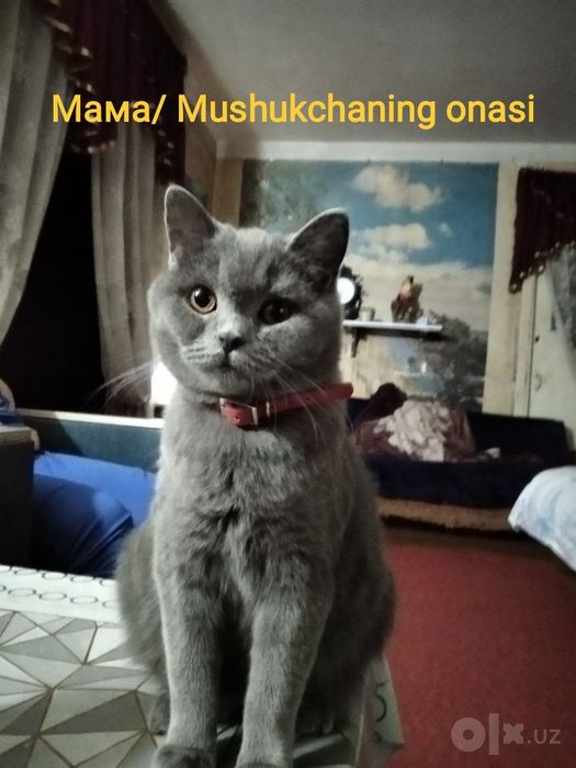 Britan mushukchalari sotiladi/Продаются Британские котята.