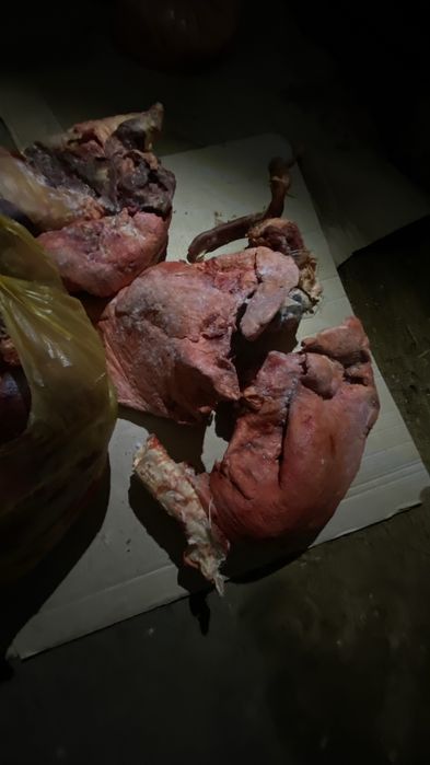 Корм для собак