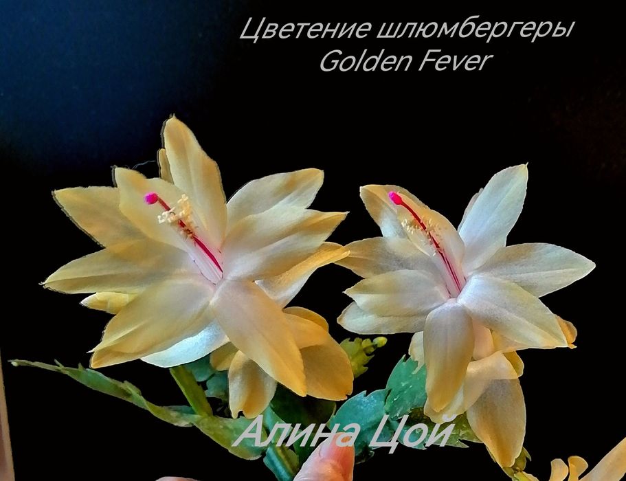 Шлюмбергера (декабрист) С БУТОНАМИ, сорт Golden Fever.