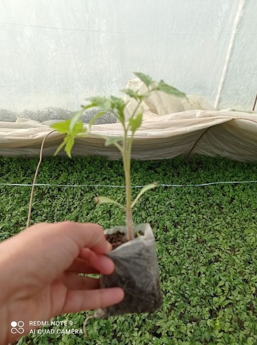 Помидор кучатлари сотилади нави ЧИНТО  F1  2200