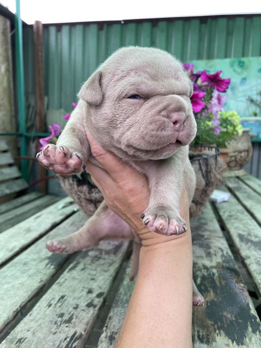 Американский булли,шикарные детки