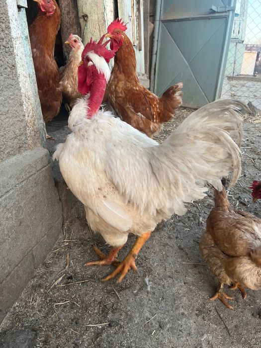 Cocoși tineri de vânzare