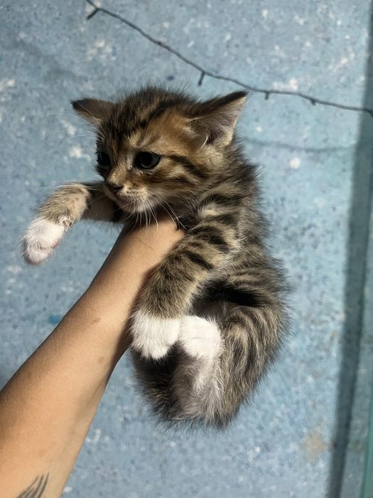 Отдам котят в добрые руки