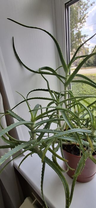 Цветок алоэ 4 года