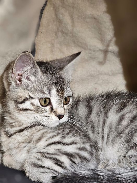 Продаётся шотландский кот