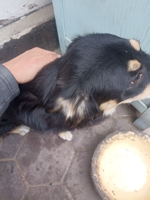 Отдам в хорошие руки . Девочка .