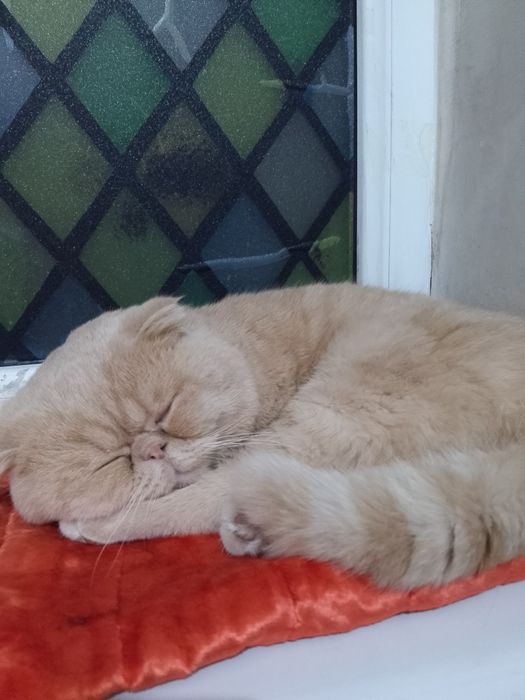 Келишадиган жойи бор