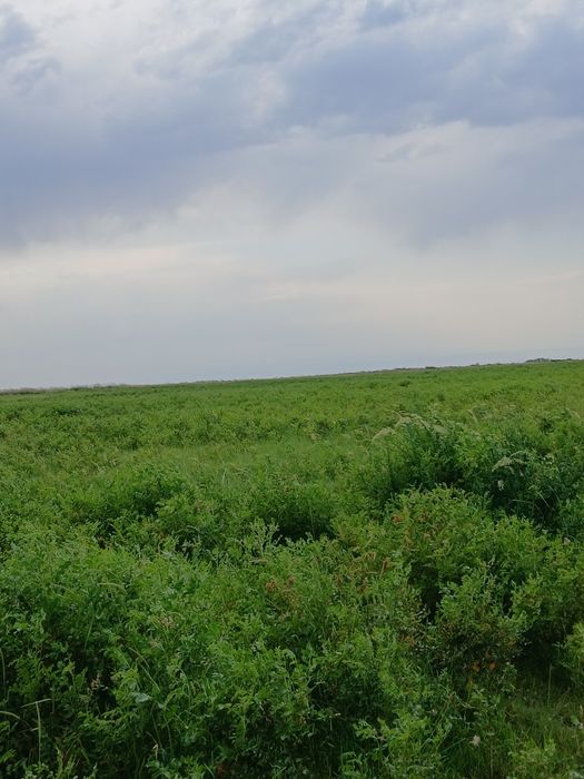 ФАЗЕНДА сатылады