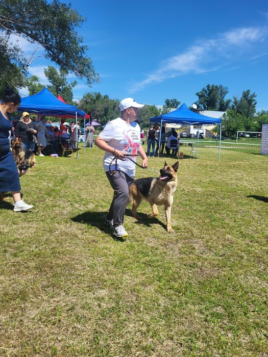 Продам щенков немецкой овчарки