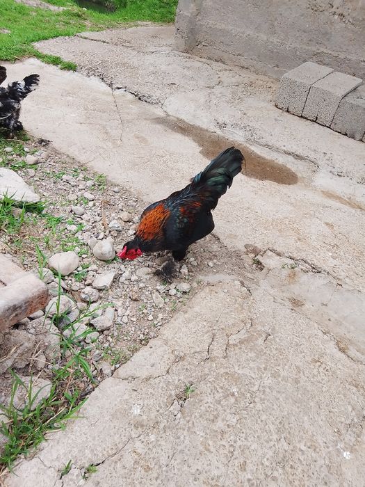 Японский сатылады