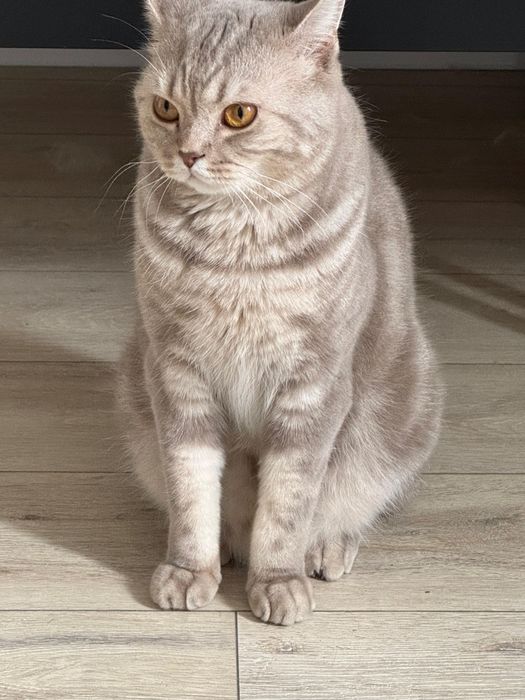 Отдам кота скоттиш