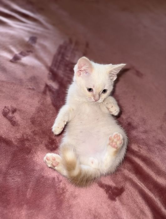 Вязка кот белый скоттиш страйт