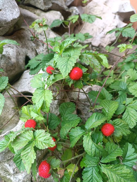 Кампанула гломерата, градински кактус,декоративни ягоди,ирис, луковици