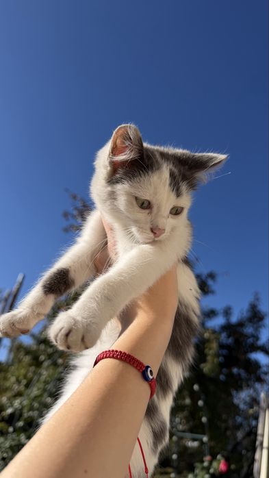 отдам в дорые ручки котят