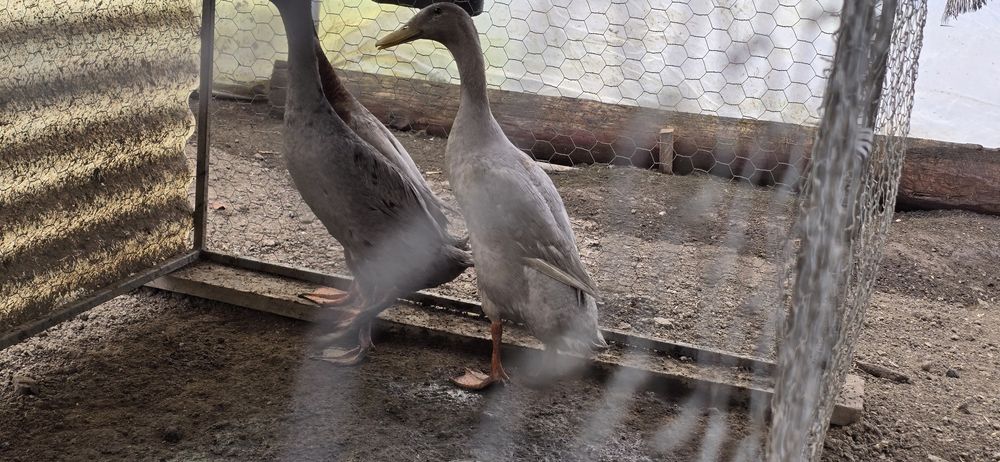 Mascul rața alergatoare indiana