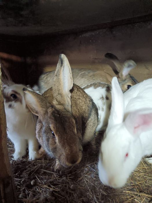 Продам кроликов домашние