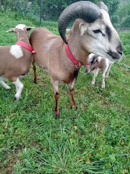 Vând  2 berbeci de camerun și o oaie