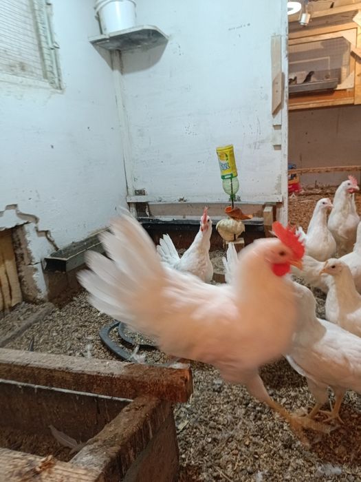 Продам 2 петушка на выбор.