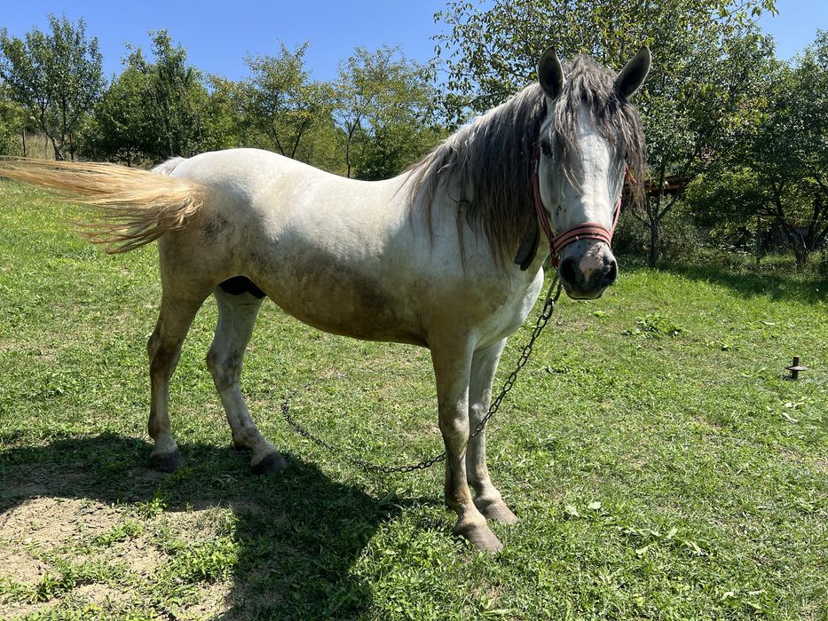 Cal , armasar de 3 ani cu pasaport de vanzare