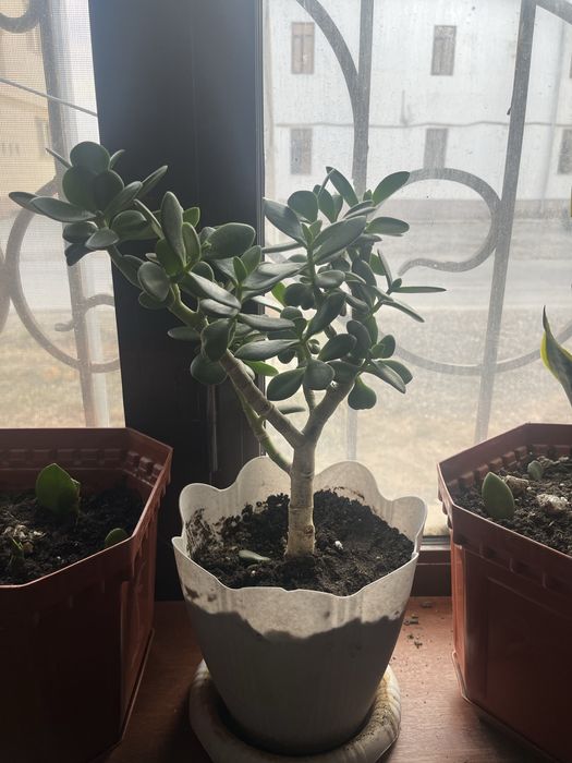 Цветы гулдер бар сатылатын