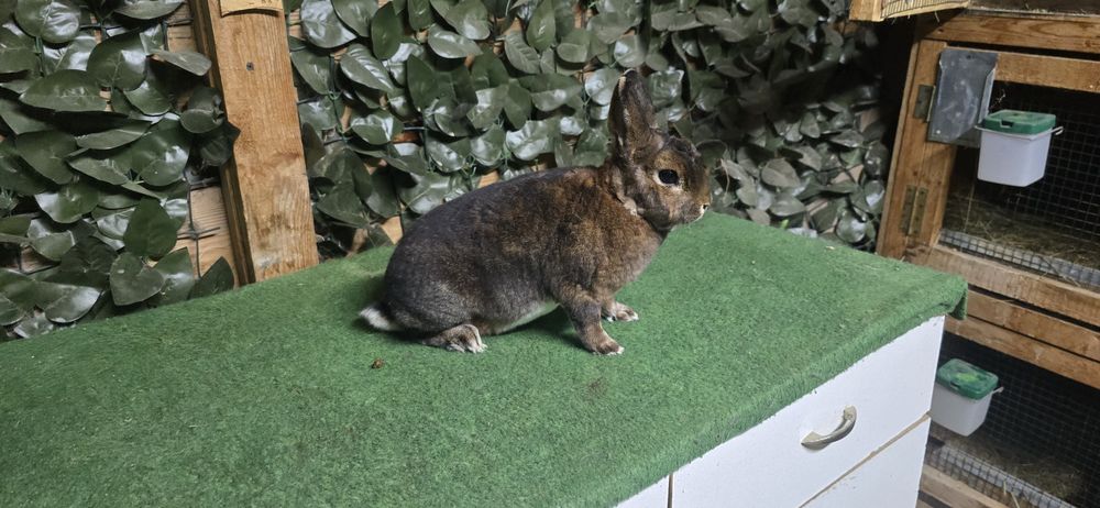 Rex Castor Pitic Beclean • OLX.ro