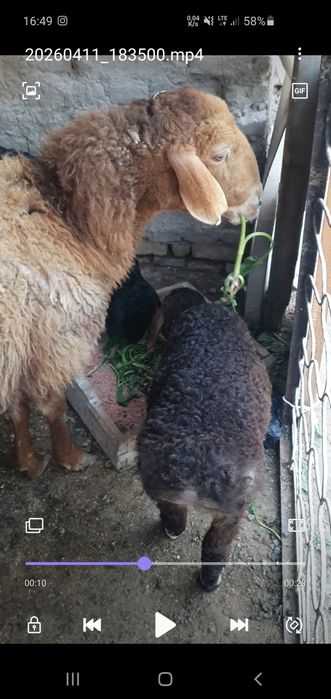 Ona bola 2 ni tuqqan