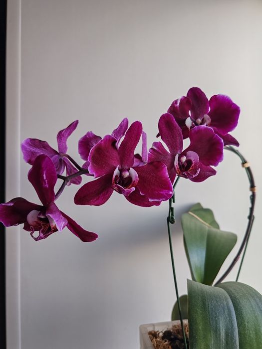 Орхидея фаленопсис