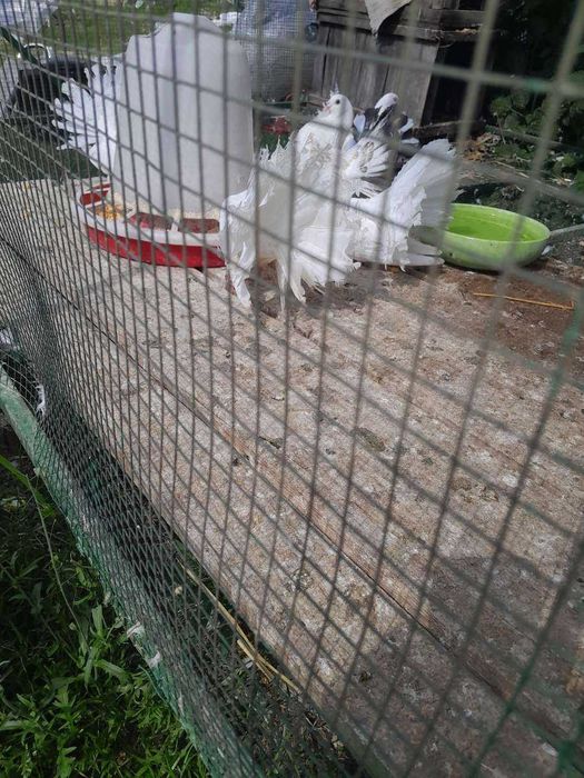 Porumbei voltati albi