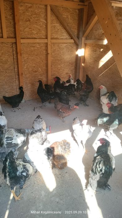 Cocosi brahma tineret