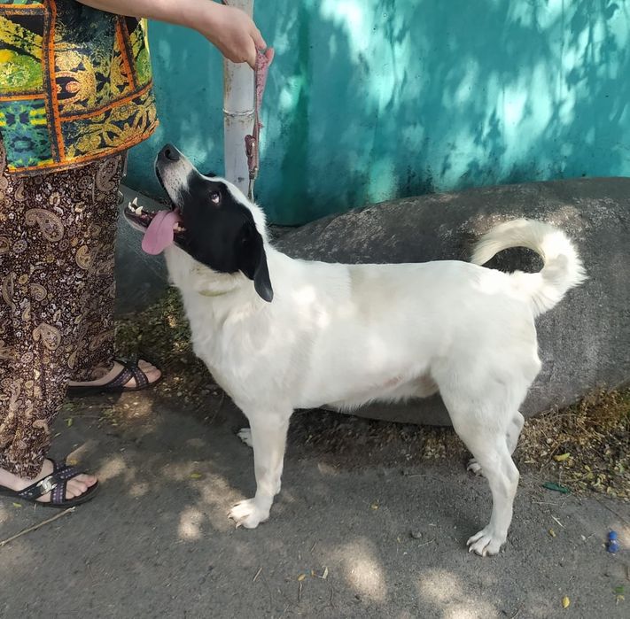 Собака ищет дом, кобель (мальчик)