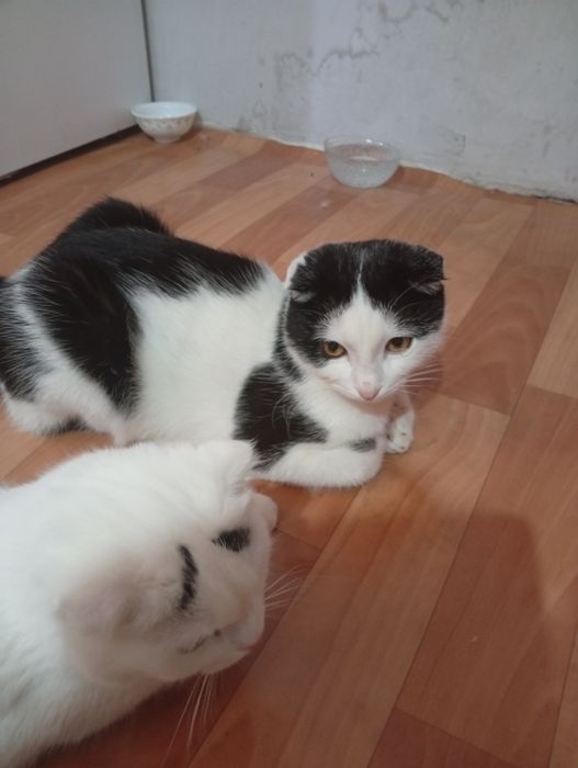 Отдам бесплатной