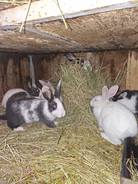 Disponibili iepurași hycole francez