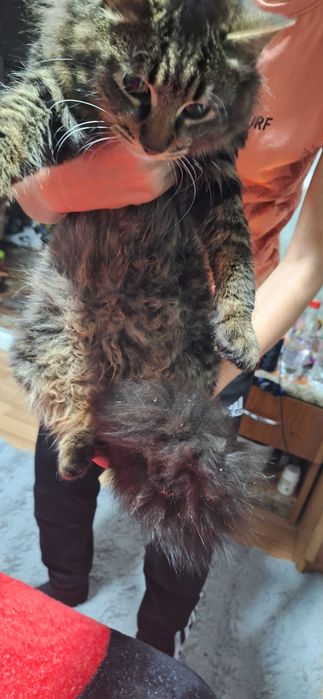 Vand mascul Maine Coon