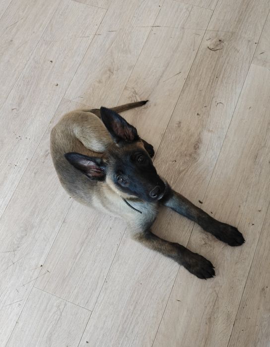 Бельгийская овчарка Малинуа