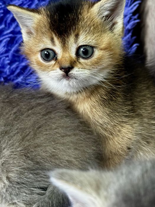 Золотая шиншилла малыши