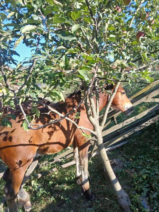 Vând mânz murg de 4 luni jumatate