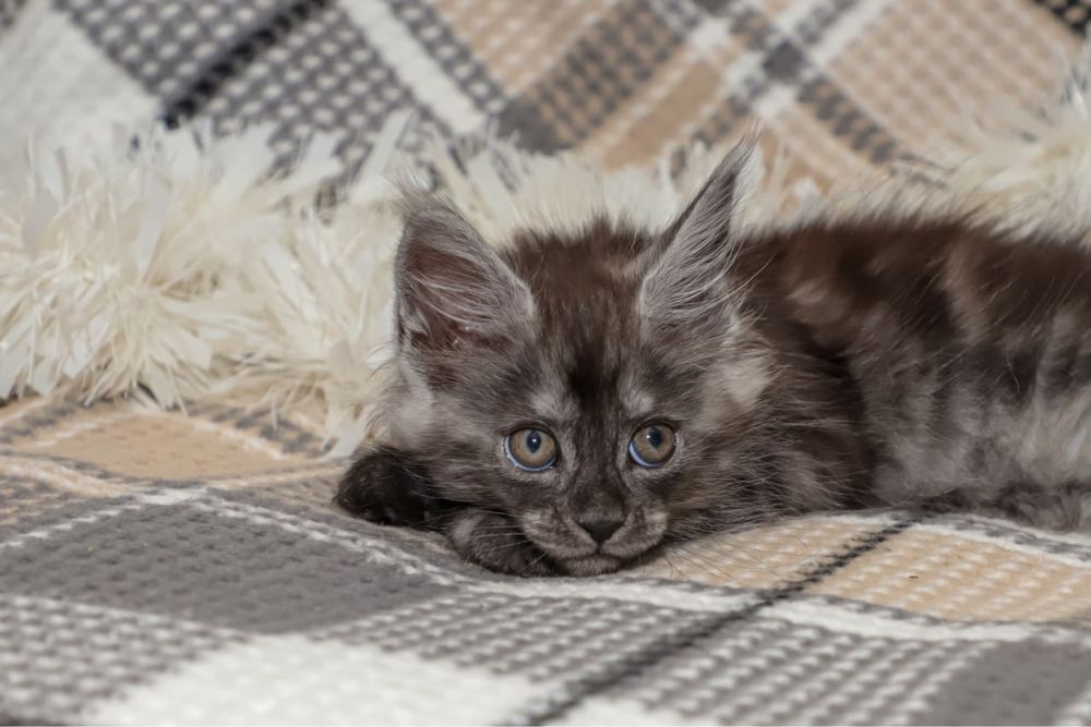 Кошечка мейн кун окраса черный дым