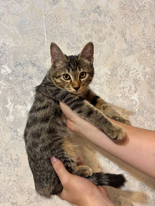 Котята бесплатно
