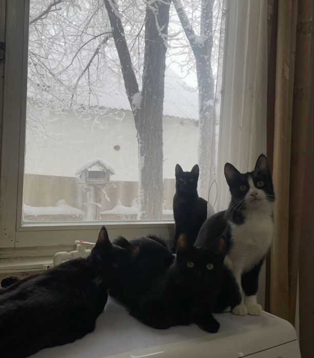 Отдам в добрые руки