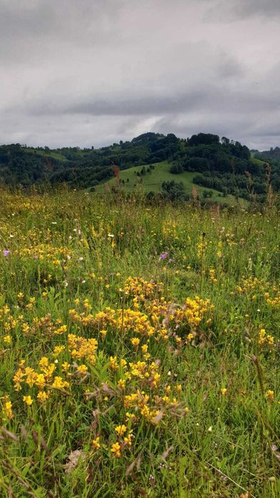 Teren premium 28.000 mp, 20.000 mp intravilan, langa Manastirea Poiana Sohodol - ideal investitie turistica