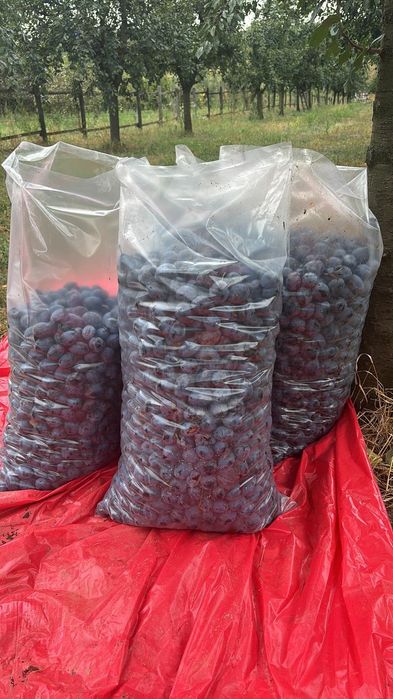 Vand prune Stanley si Annaspath  de calitate superioara