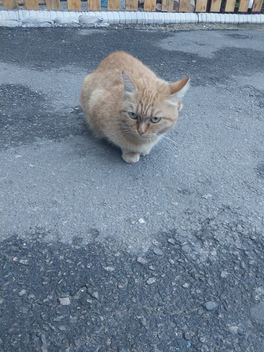 Рыжая кошечка ищет дом
