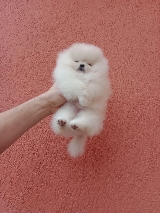 Миниатюрно момиче. Мини Померан. Реални снимки!!!
Померан. Реални