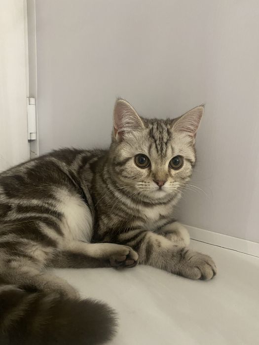 Британская кошка